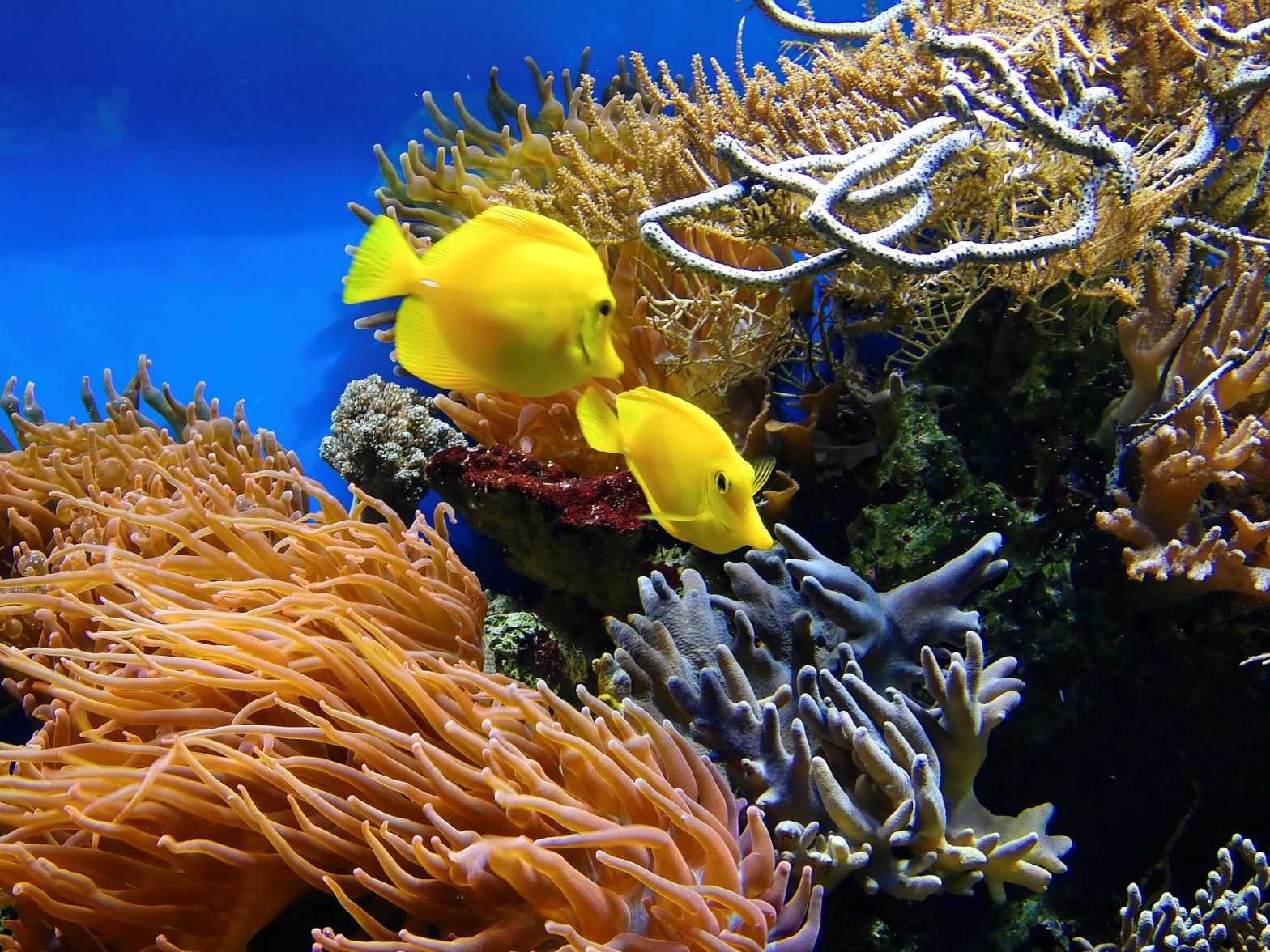 barriera-corallina-inquinamento-sbiancamento-morte-disastro-ambientale-articolo-blog